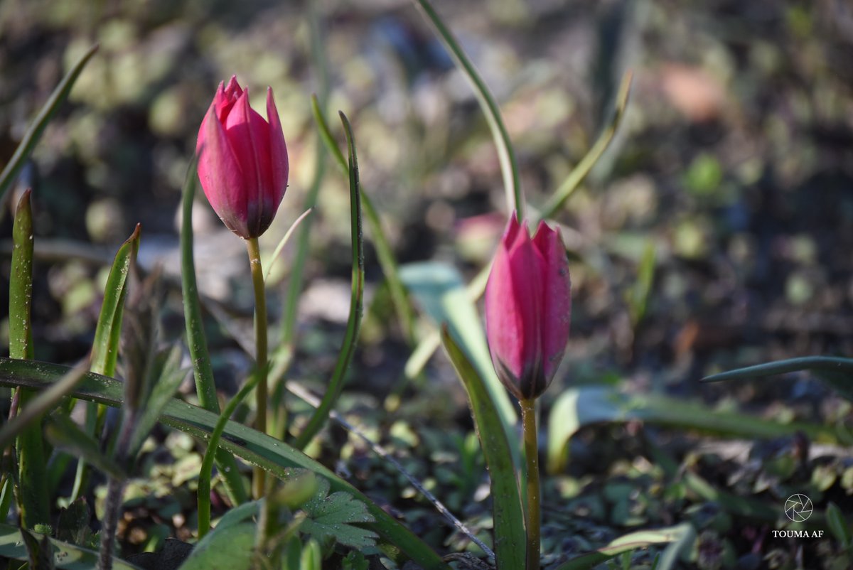 Touma AF tweet media