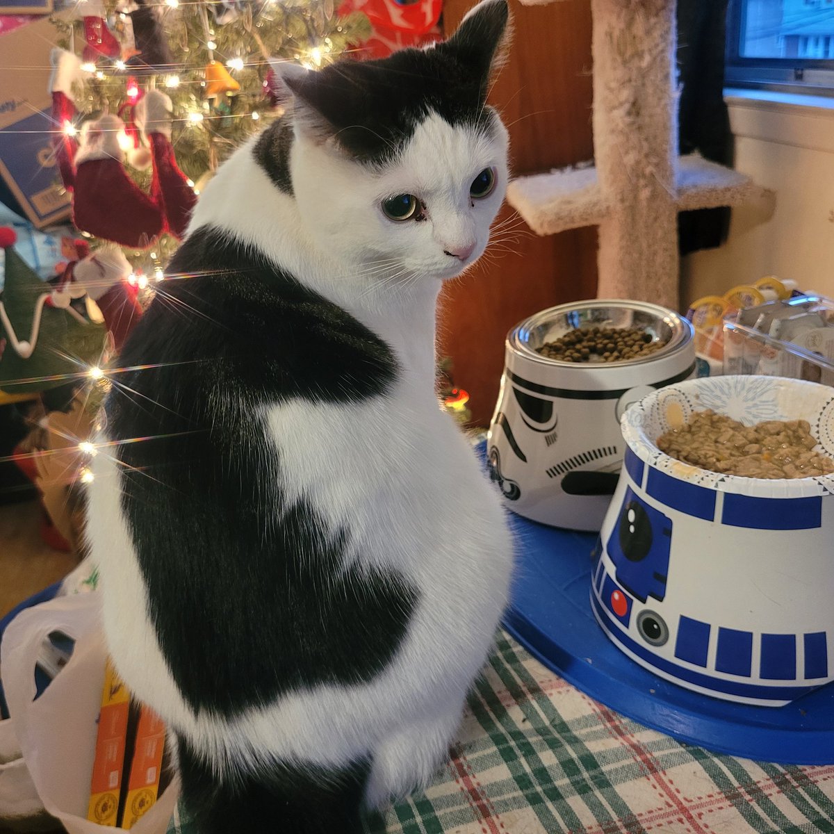 🌈Cheezeburger🌈Mr. Jingles🌈TonyCat🌈Cheeseburger tweet media