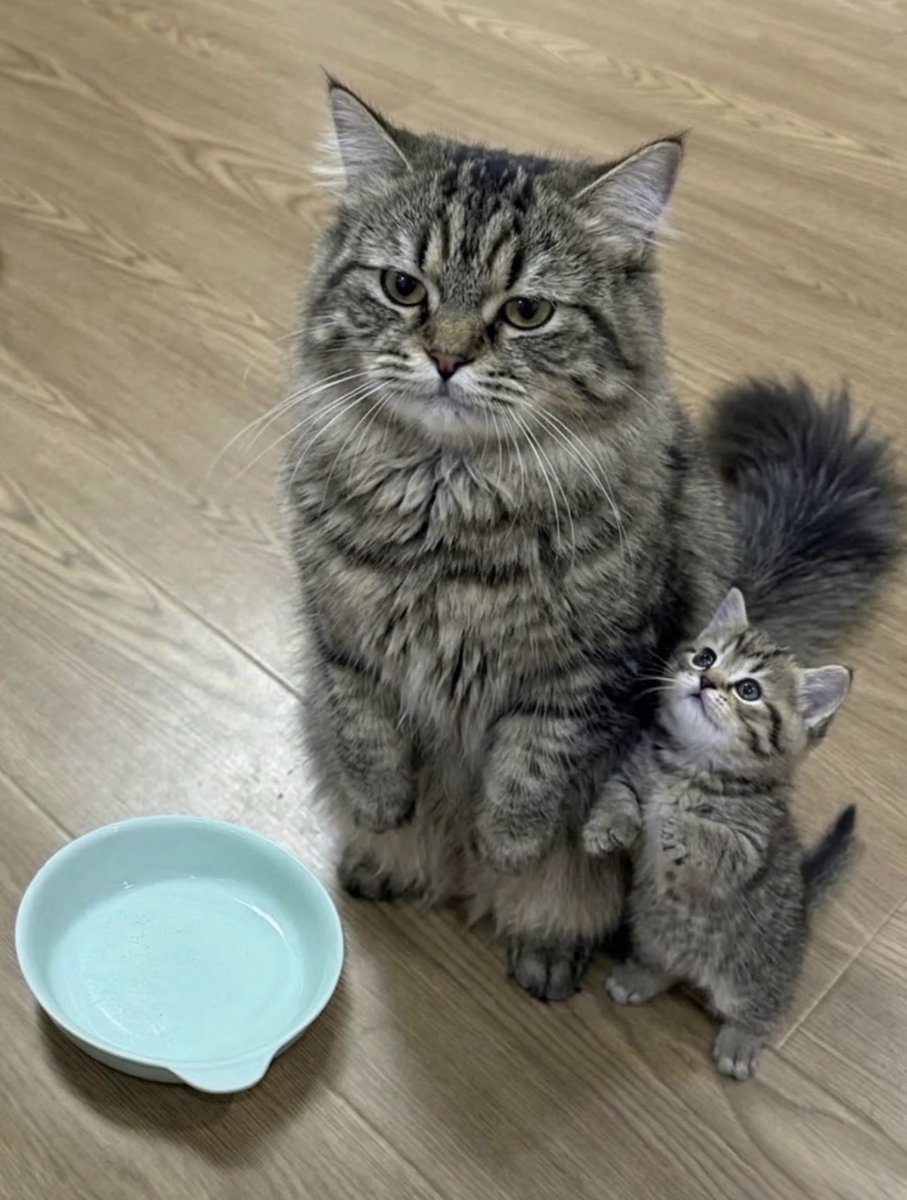 cats with powerful impression 🐾 tweet media