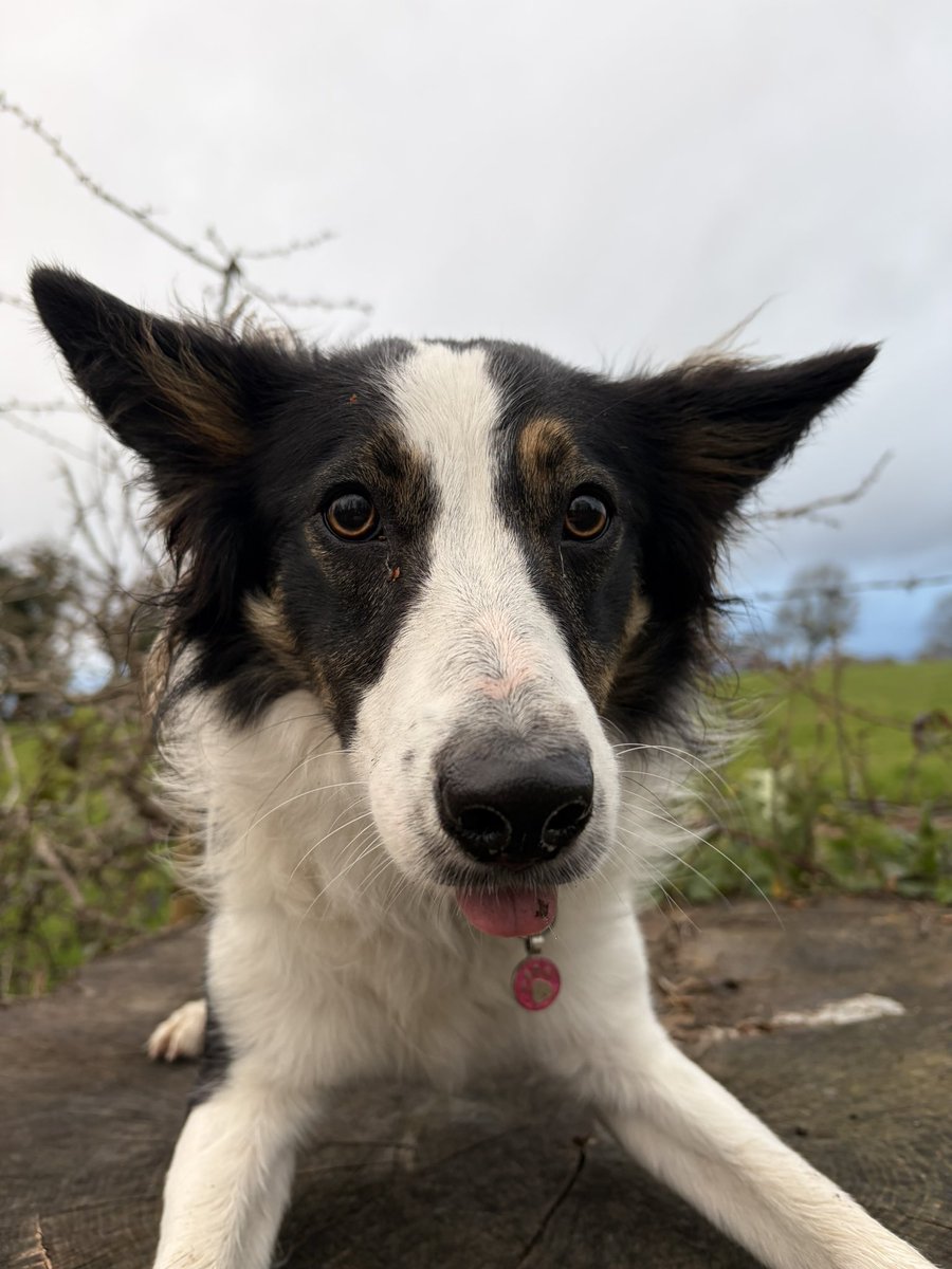 Puppy Bess and Auntie Kes tweet media