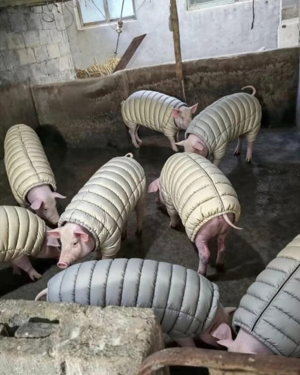 Ng'etich tweet media