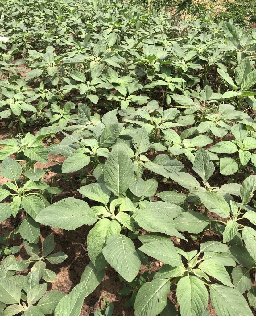 MOSHOOD SALAM tweet media