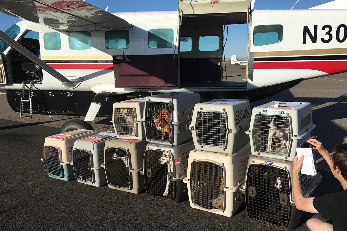 The Animal Foundation tweet media