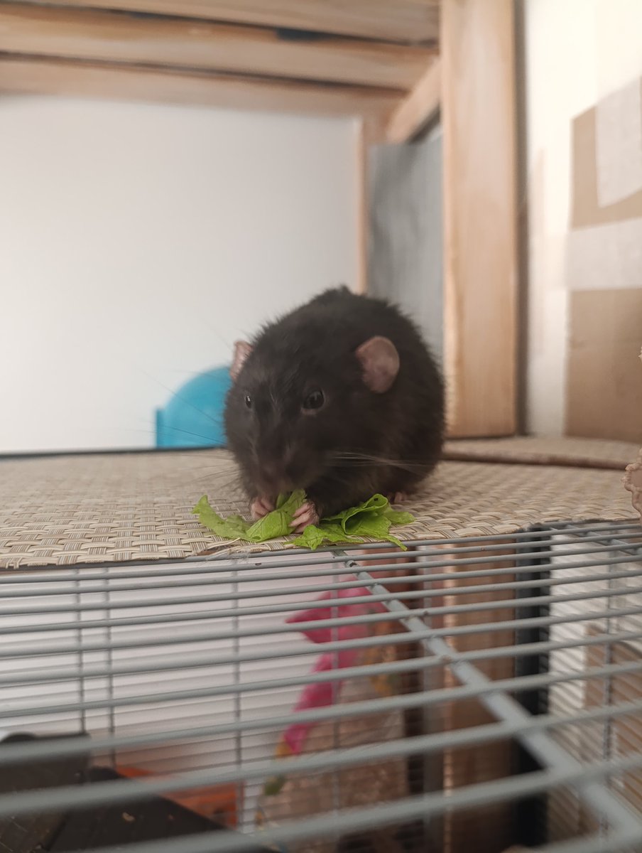 Программистесса tweet media