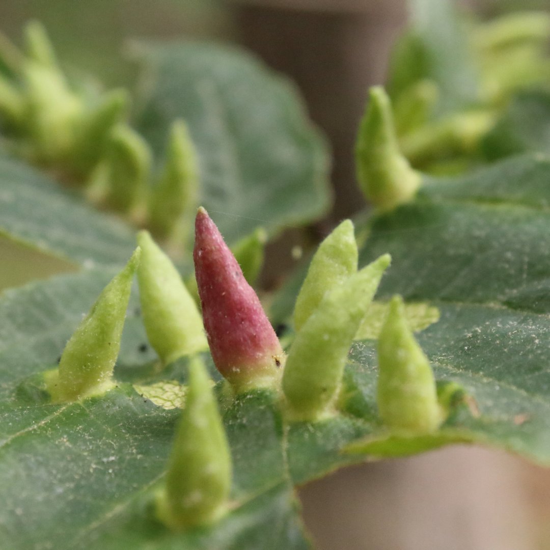 Stowers Institute tweet media