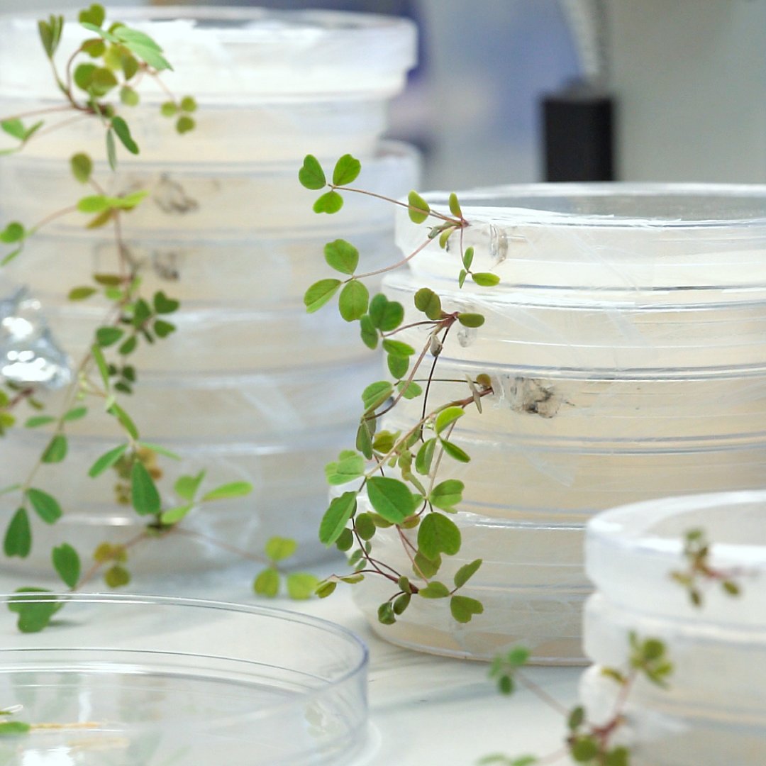 Stowers Institute tweet media