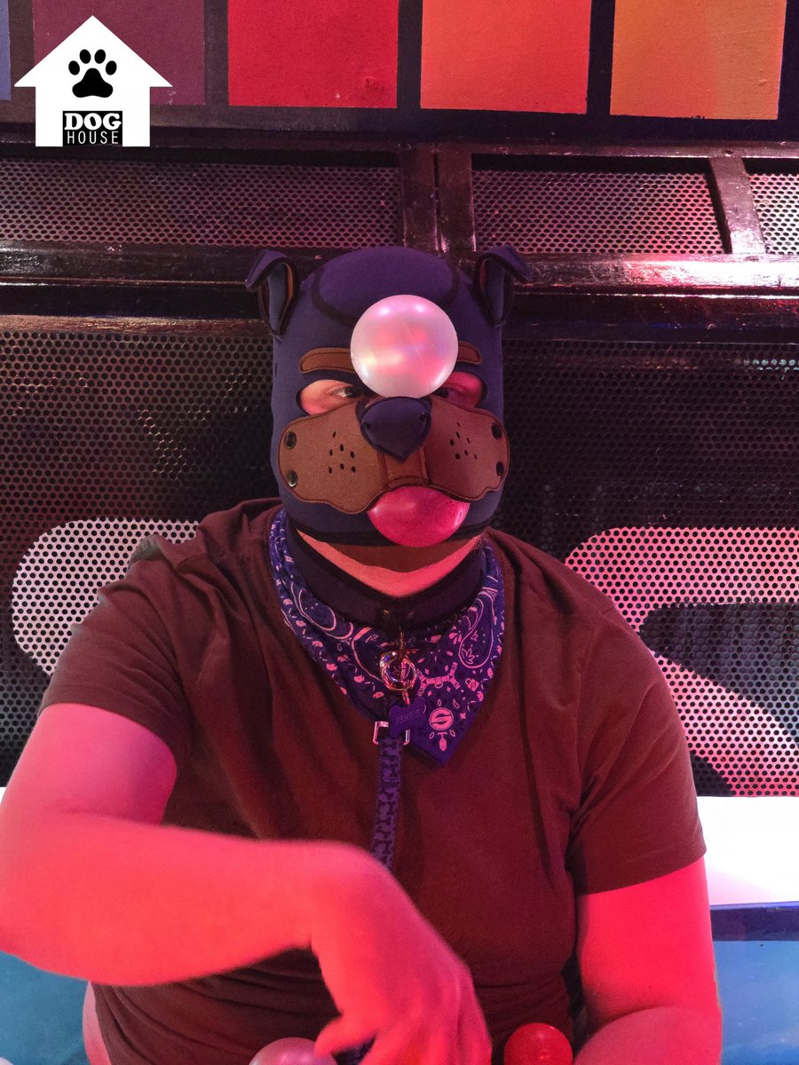 Omega_Pup_Fenris 🐕 🔜 HotDogz Gran Canaria June tweet media
