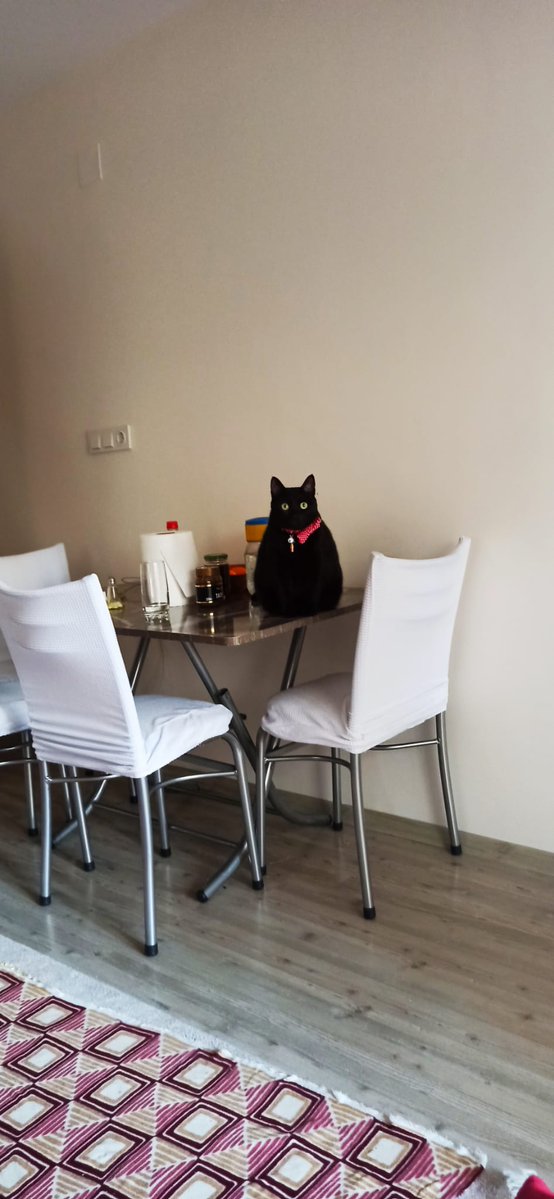 Merdovski Kamgalov tweet media