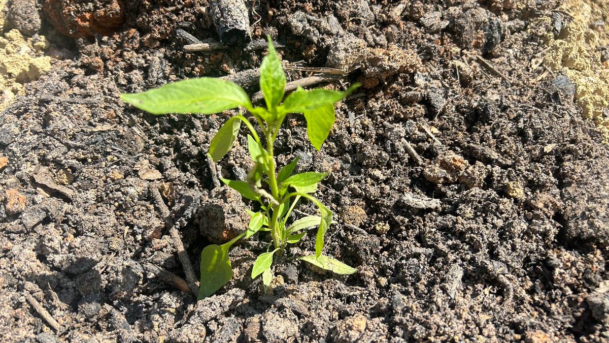 David Zarkower tweet media