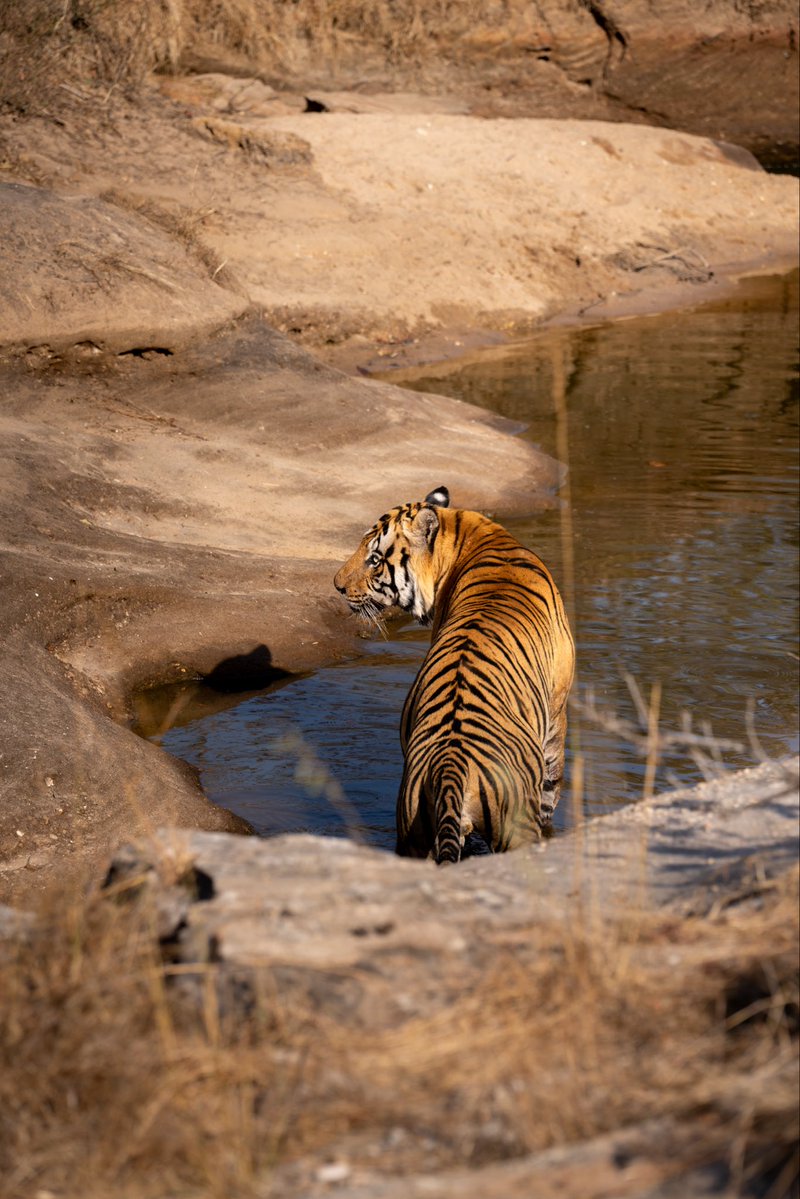 Ed Morris tweet media