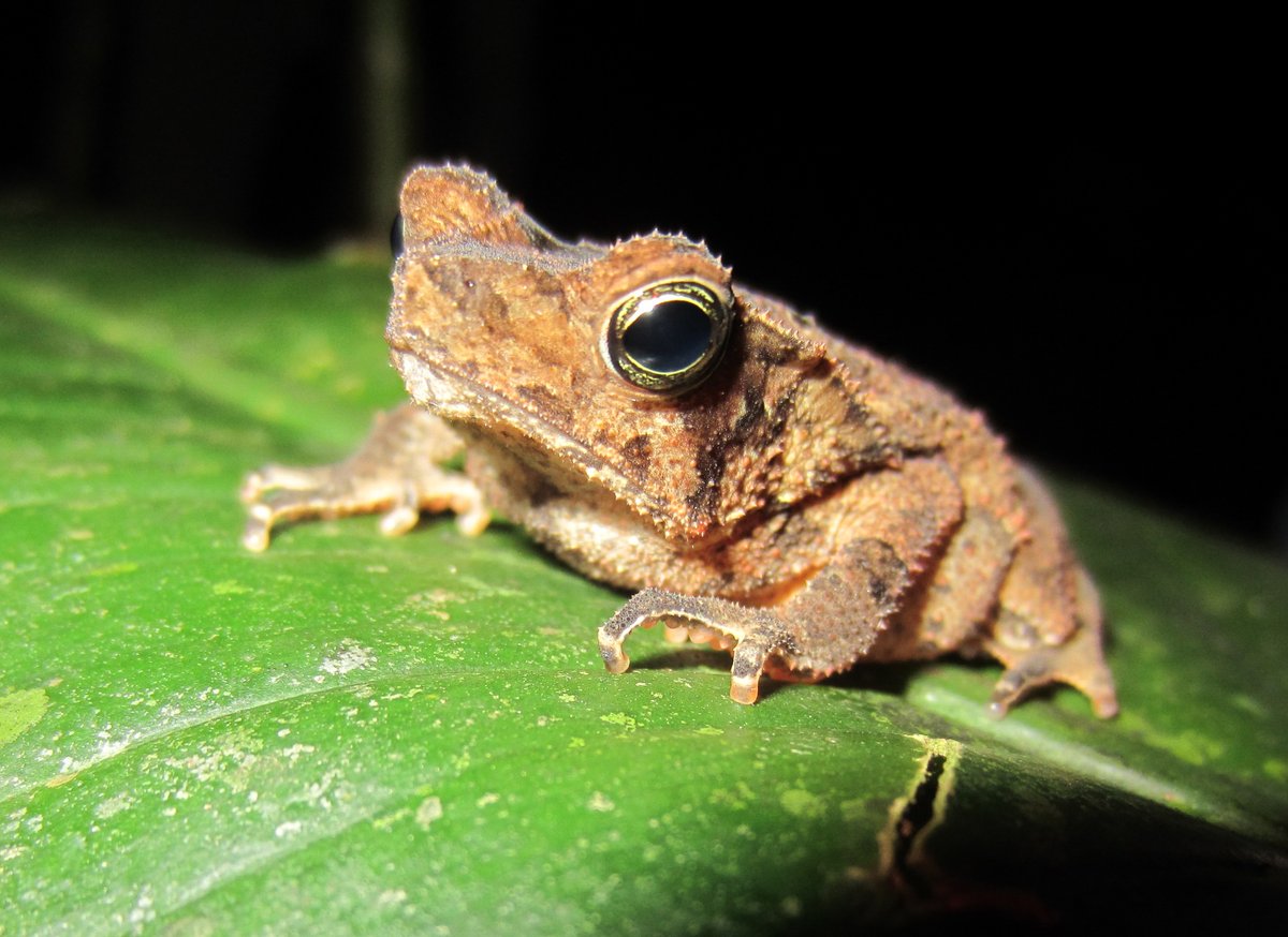 SAVE THE FROGS! tweet media