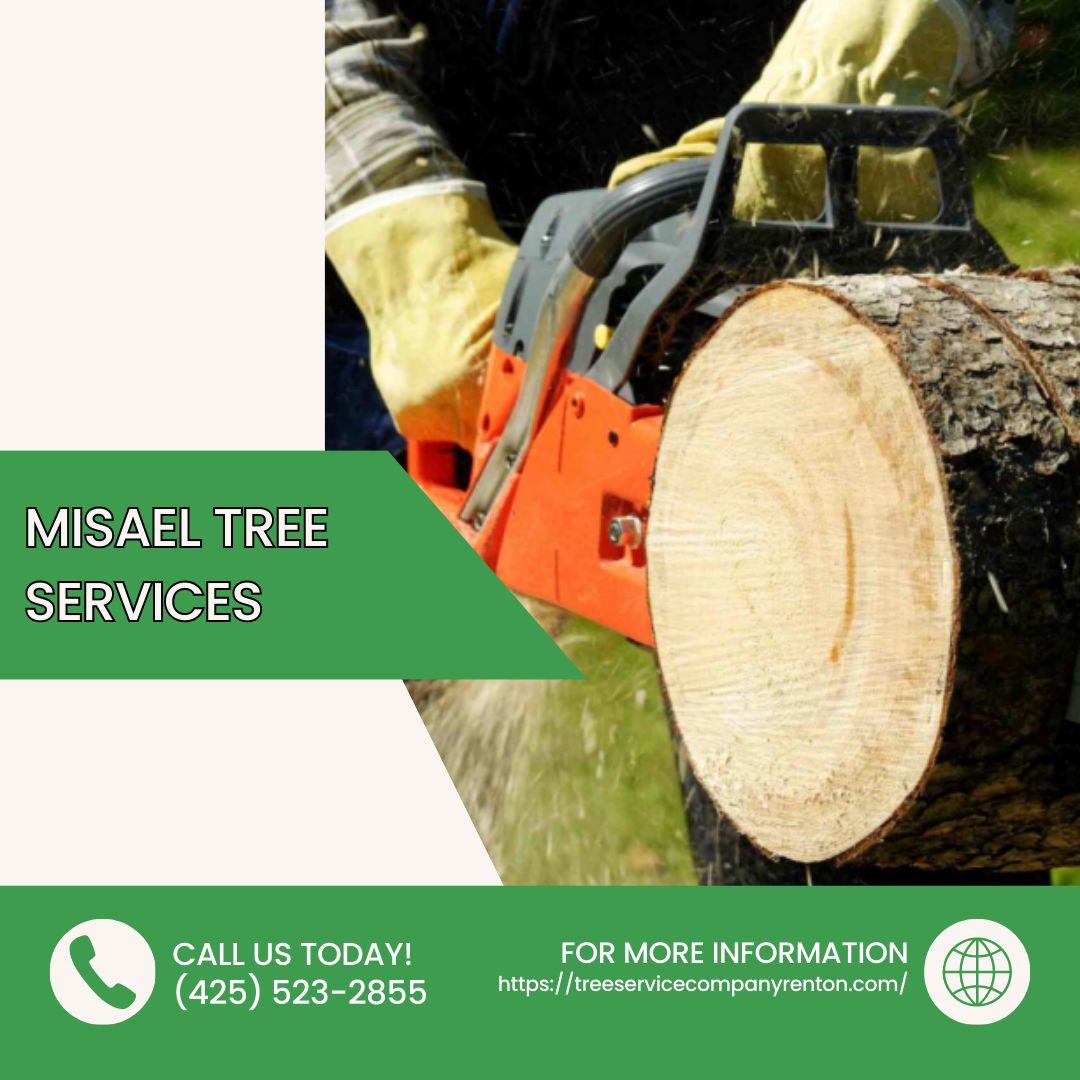 services59654's tweet image. Overgrown limbs can create safety concerns and block sunlight. Our tree cutting clears unwanted branches and keeps your yard open and welcoming. We approach every project with focus and care. Reach out today.
#TreeCutting
treeservicecompanyrenton.com/contact