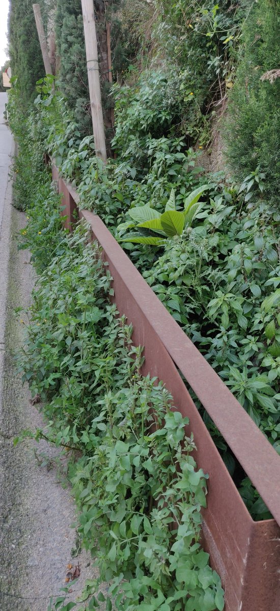 siostron's tweet photo. @Aj_Tiana @MediambienTiana al Carrer de Can Gosch fem bona pena d'herbes... Només os enrecordeu de nosaltres quan hi ha algun event a l'ermita de l'Alegria, sort que ja queda poc per al Dilluns de Pasqua!! Si en Frasquito aixequés el cap...
@Daniliani5 #natura #cangosh #primavera https://t.co/v5gJ8yfglk