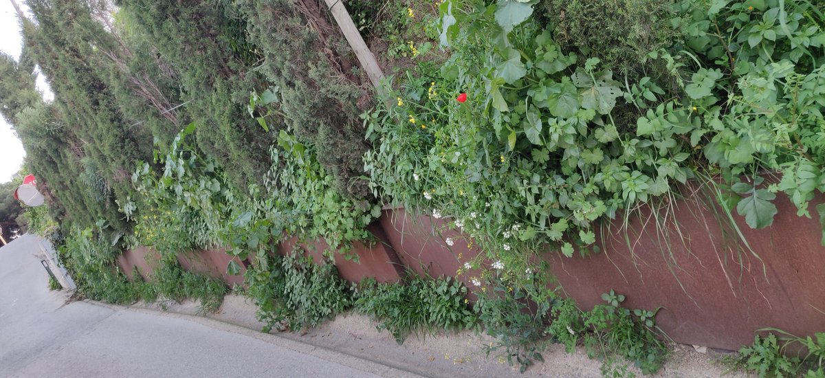 siostron's tweet photo. @Aj_Tiana @MediambienTiana al Carrer de Can Gosch fem bona pena d'herbes... Només os enrecordeu de nosaltres quan hi ha algun event a l'ermita de l'Alegria, sort que ja queda poc per al Dilluns de Pasqua!! Si en Frasquito aixequés el cap...
@Daniliani5 #natura #cangosh #primavera https://t.co/v5gJ8yfglk