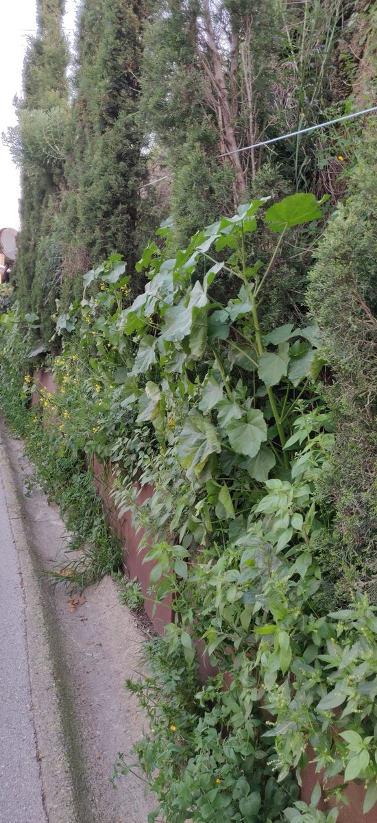 siostron's tweet photo. @Aj_Tiana @MediambienTiana al Carrer de Can Gosch fem bona pena d'herbes... Només os enrecordeu de nosaltres quan hi ha algun event a l'ermita de l'Alegria, sort que ja queda poc per al Dilluns de Pasqua!! Si en Frasquito aixequés el cap...
@Daniliani5 #natura #cangosh #primavera https://t.co/v5gJ8yfglk