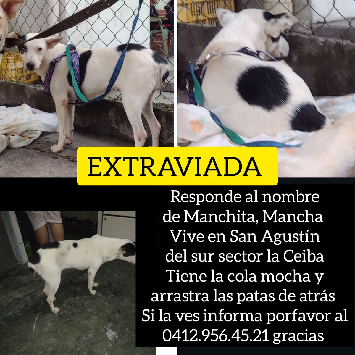 PerroUsuario Wof '•' tweet media