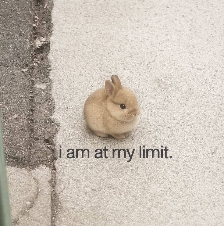 thepopularanimals tweet media