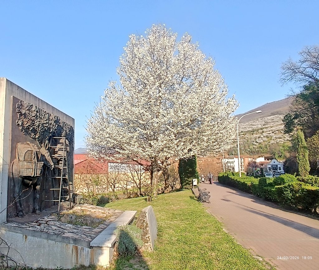 Nava del Concejo tweet media