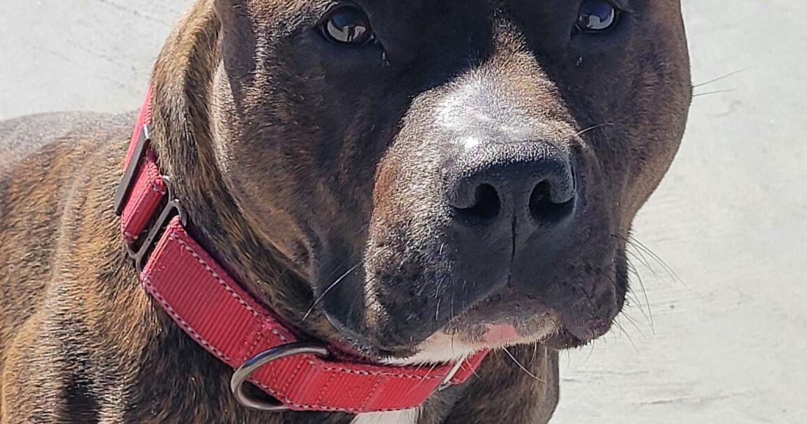 Sun Chron NAttleboro tweet media