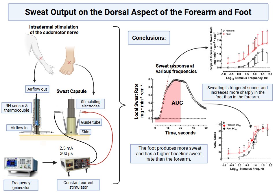 japplphysiol's tweet image. Since the Spring is warming up we thought this #ArticleinPress would be a good read: #Sweat Output on the Dorsal Aspect of the Forearm and Foot (Gary Mack et al.):

ow.ly/tqoB50Yyggt