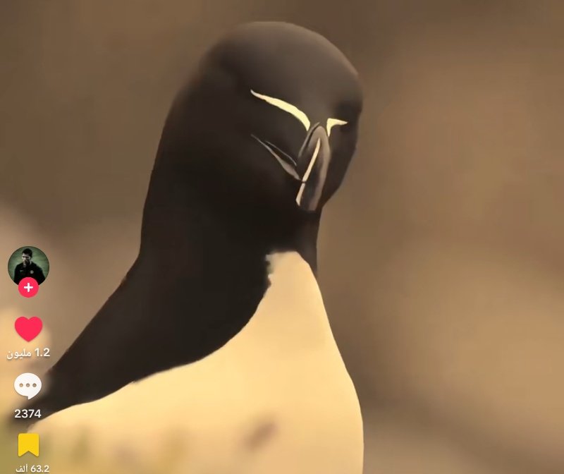 عَبْلوتي tweet media