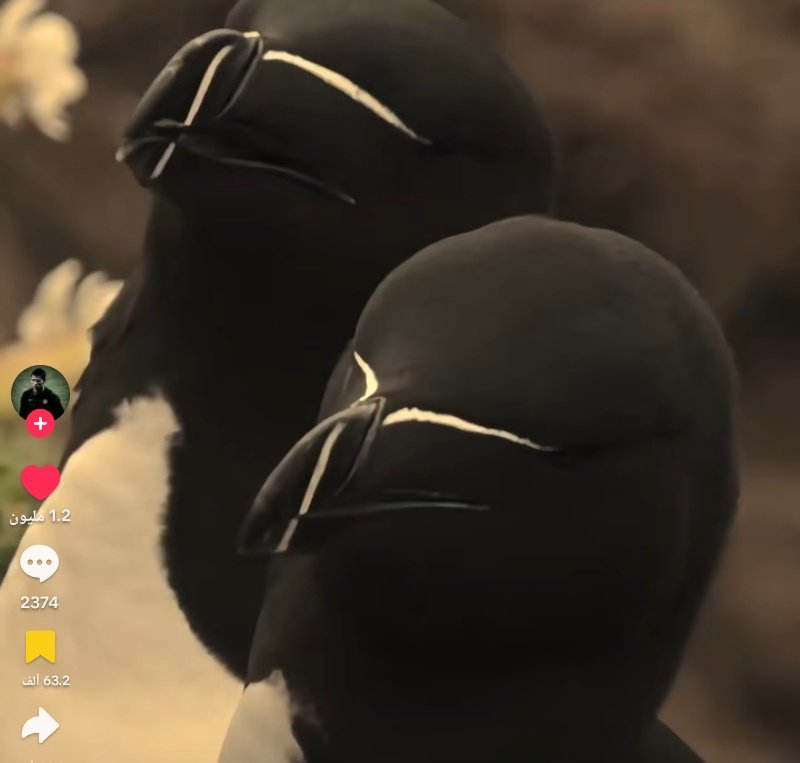 عَبْلوتي tweet media