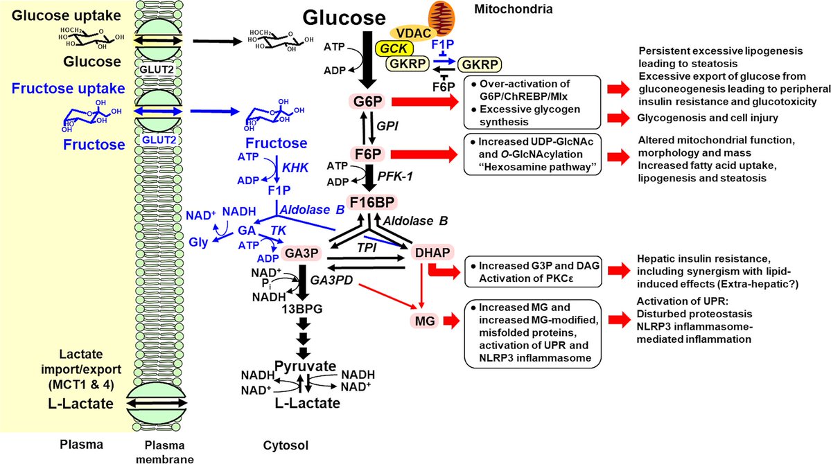 Paul J Thornalley tweet media