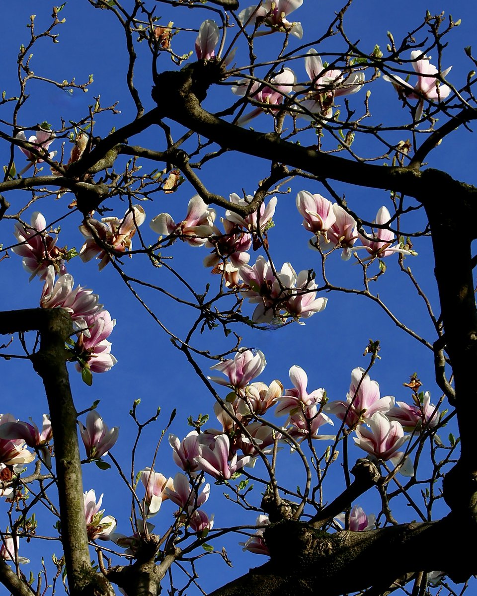 anisja rossi tweet media