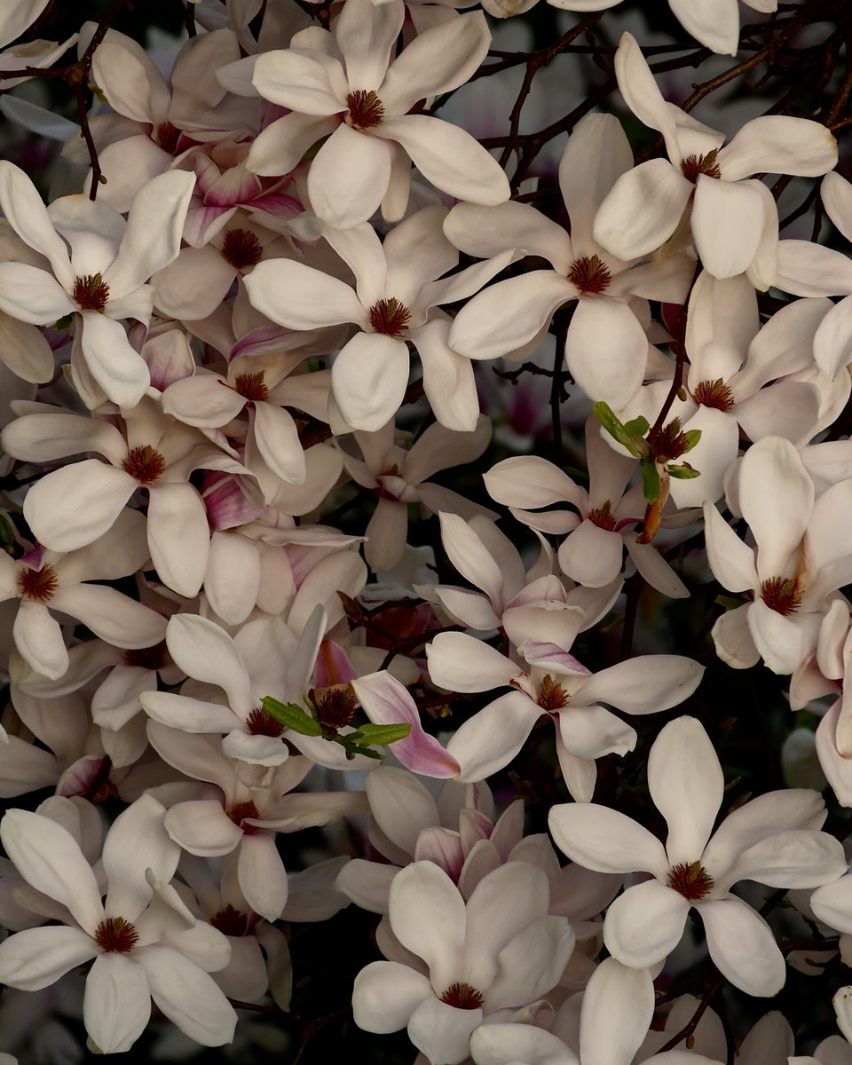 anisja rossi tweet media