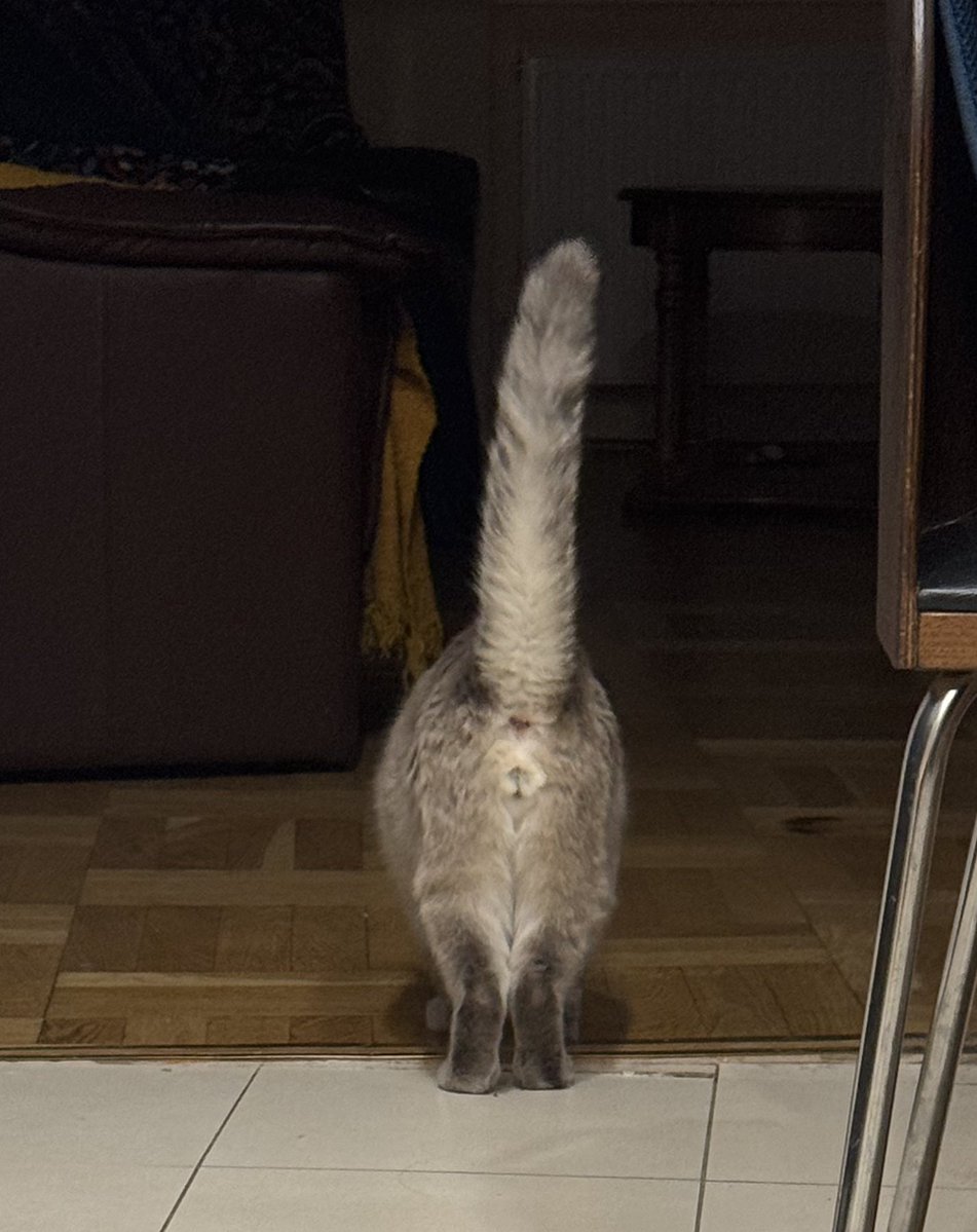 Макс "такс такс" Джаз tweet media