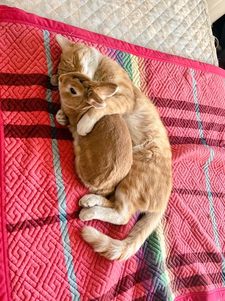 thepopularanimals tweet media