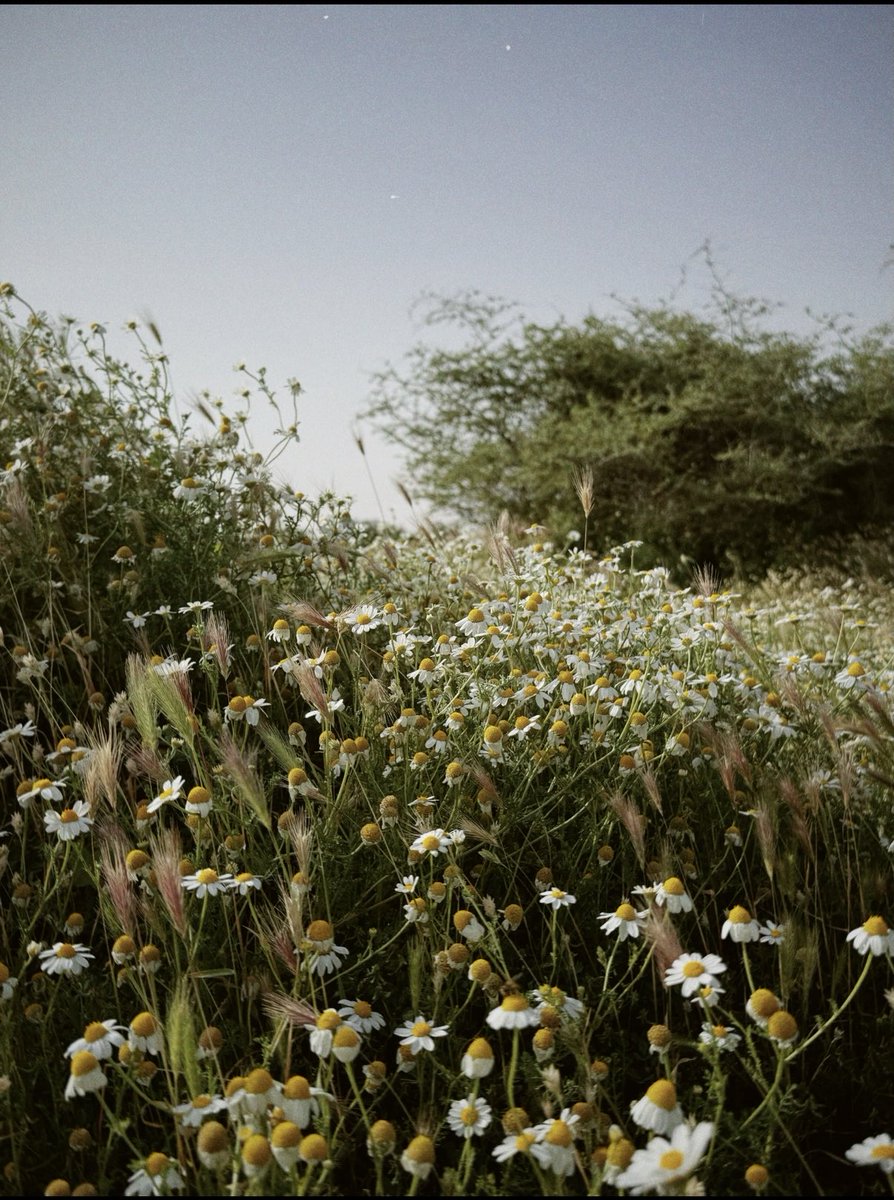 Badr Mohammed tweet media