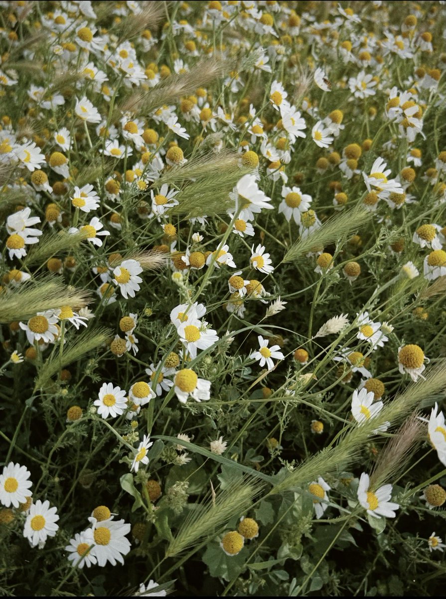 Badr Mohammed tweet media