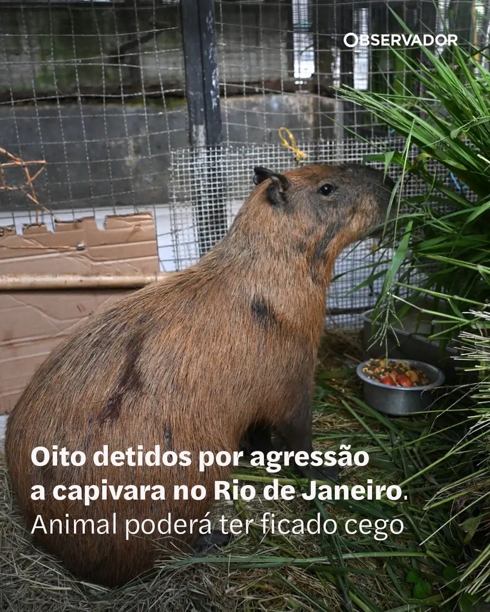 Felizmente, era uma capivara. Se fossem bebés a levar com gasolina numa manifestação pró-vida, o Observador chamava-lhe um "incidente"