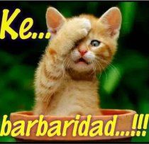 Cocolinx tweet media