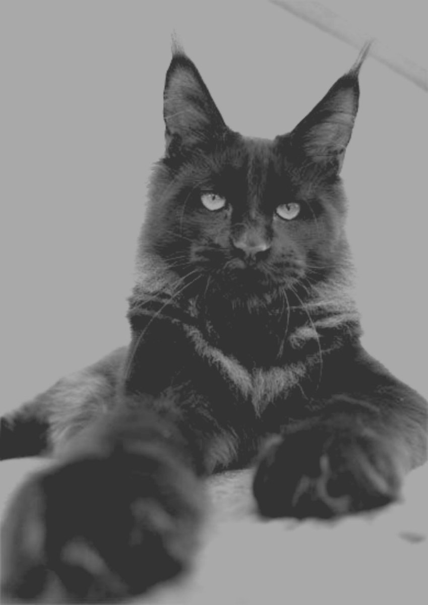 Beifong. tweet media