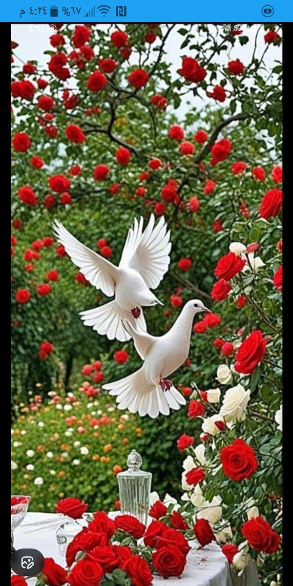 ابو ايمن tweet media