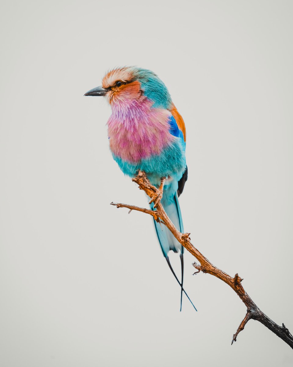 Birds Colour 🕊️ tweet media