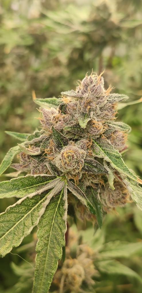 ✨Mikrobenkraft🌱 tweet media