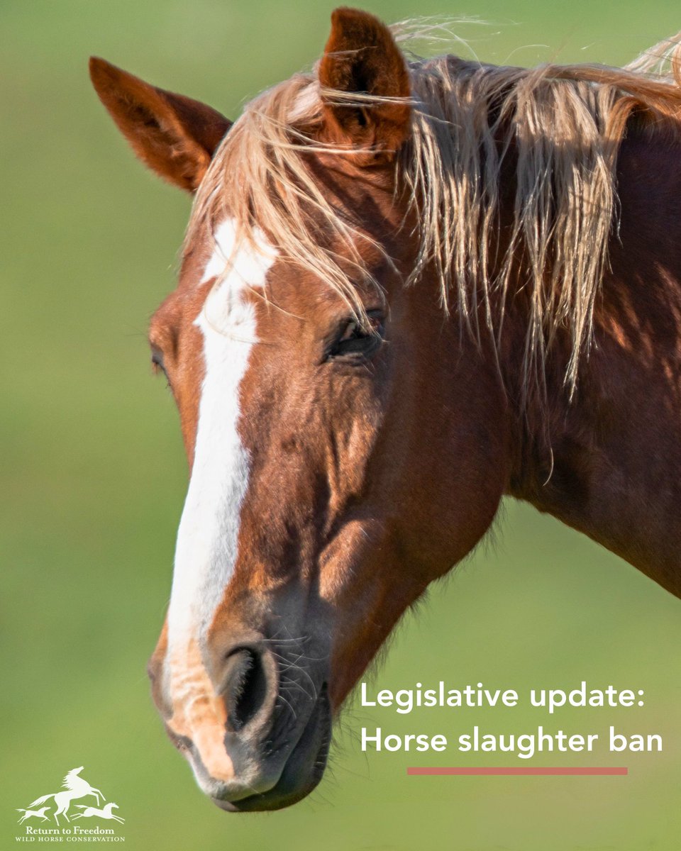 ReturnToFreedom's tweet image. 🧵 An update on the Save America’s Forgotten Equines Act, which would place a lasting ban on horse slaughter in the United States and on the export of American horses for slaughter ⬇️ #horses