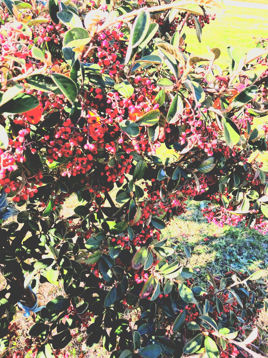 dani 🌋🟥🇻🇳🌱🌱 tweet media