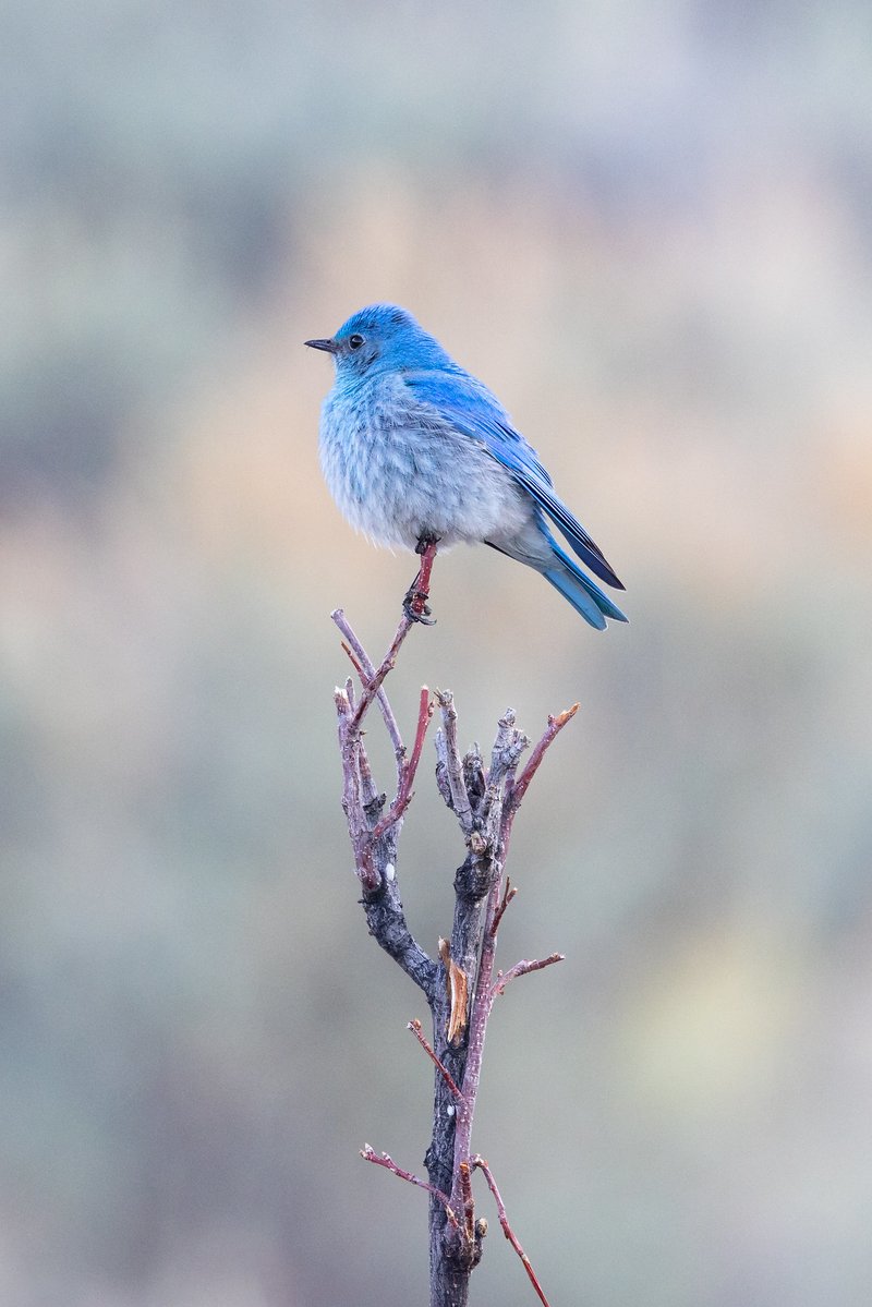Yellowstone National Park tweet media