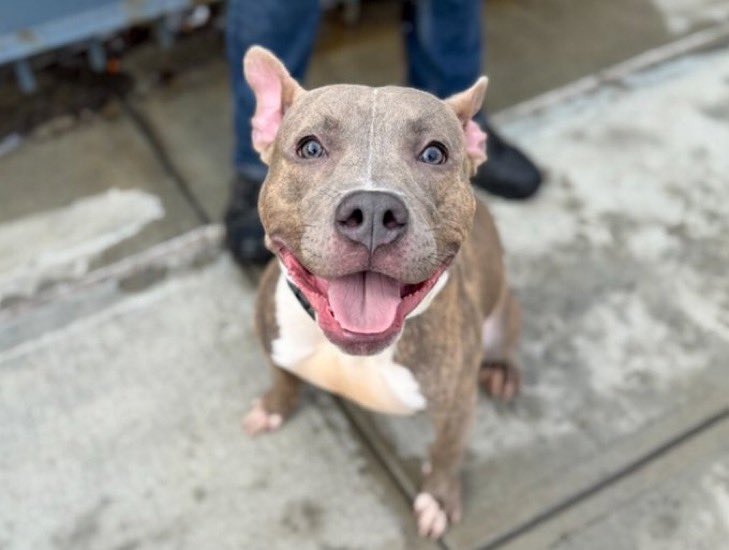 Moishe's Mom tweet media