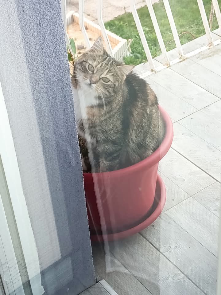 Delphine tweet media