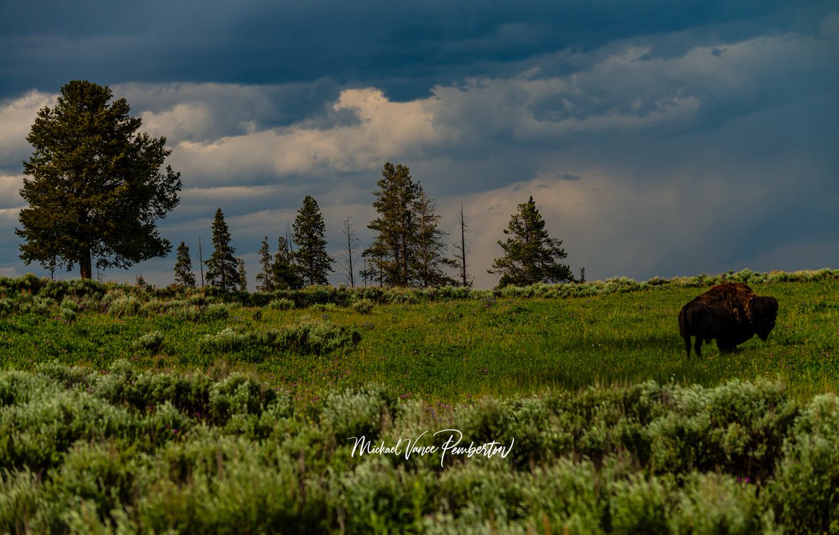 Michael Vance Pemberton tweet media