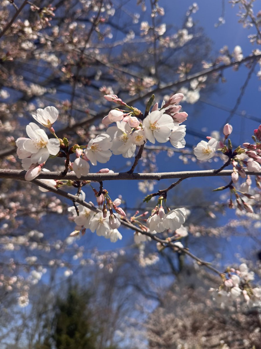 Court ✨ tweet media