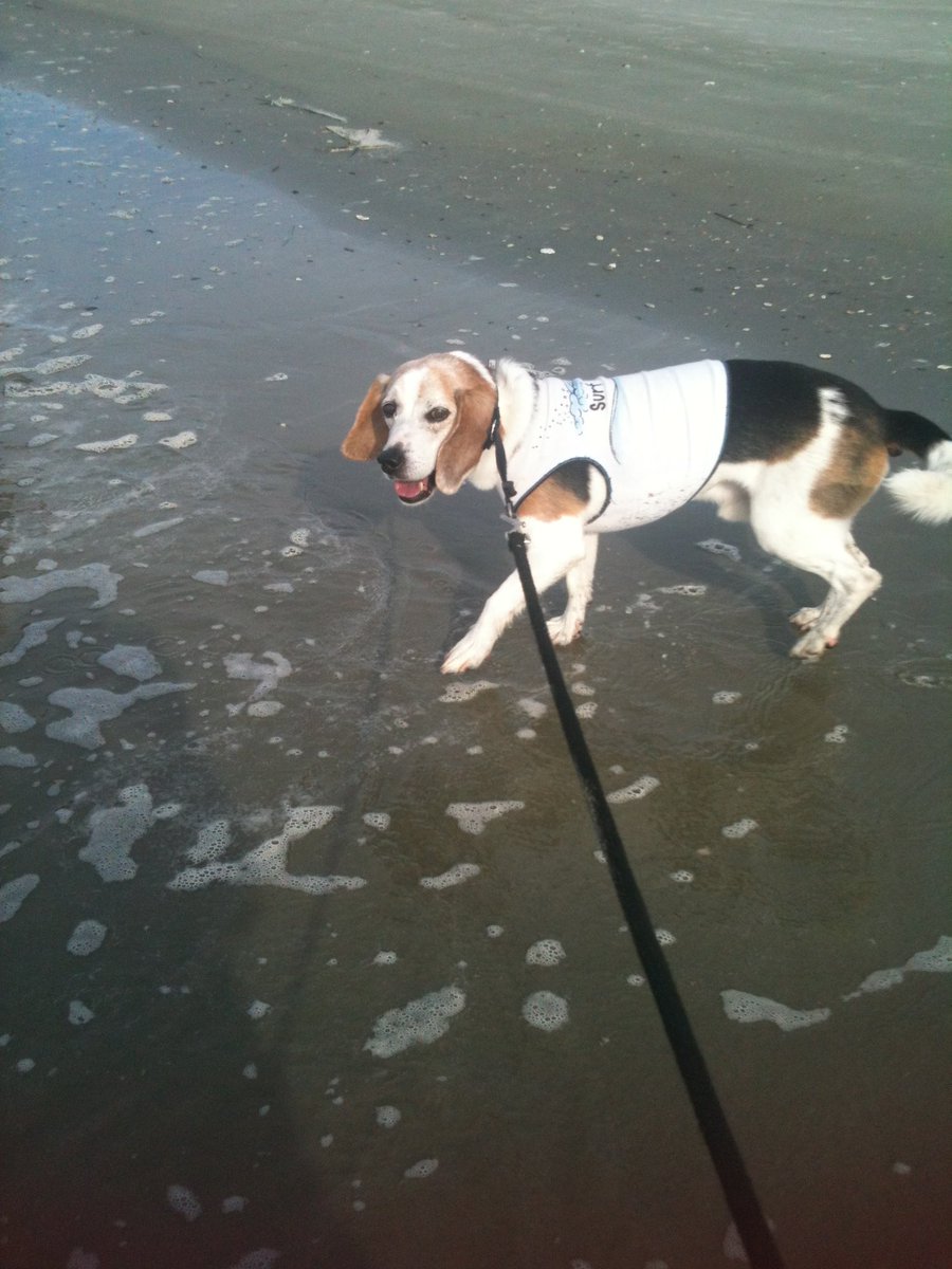 Boomerthebeagle's tweet image. Stedman my brofur at Folly Beach in 2012 #beagle #brother