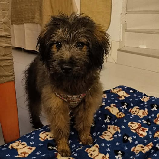 OYGANNN adopten ese Oso bb 
Estaba solito pidiendo comida en un restaurante en Zipaquira 📷
Lo van a poner hermoso y desde ya está en adopción, va a ser tamaño grande, tiene aproximadamente 6 meses.
Lo entregan al día en todo!
Formulario de adopción, aplicar por Rigo