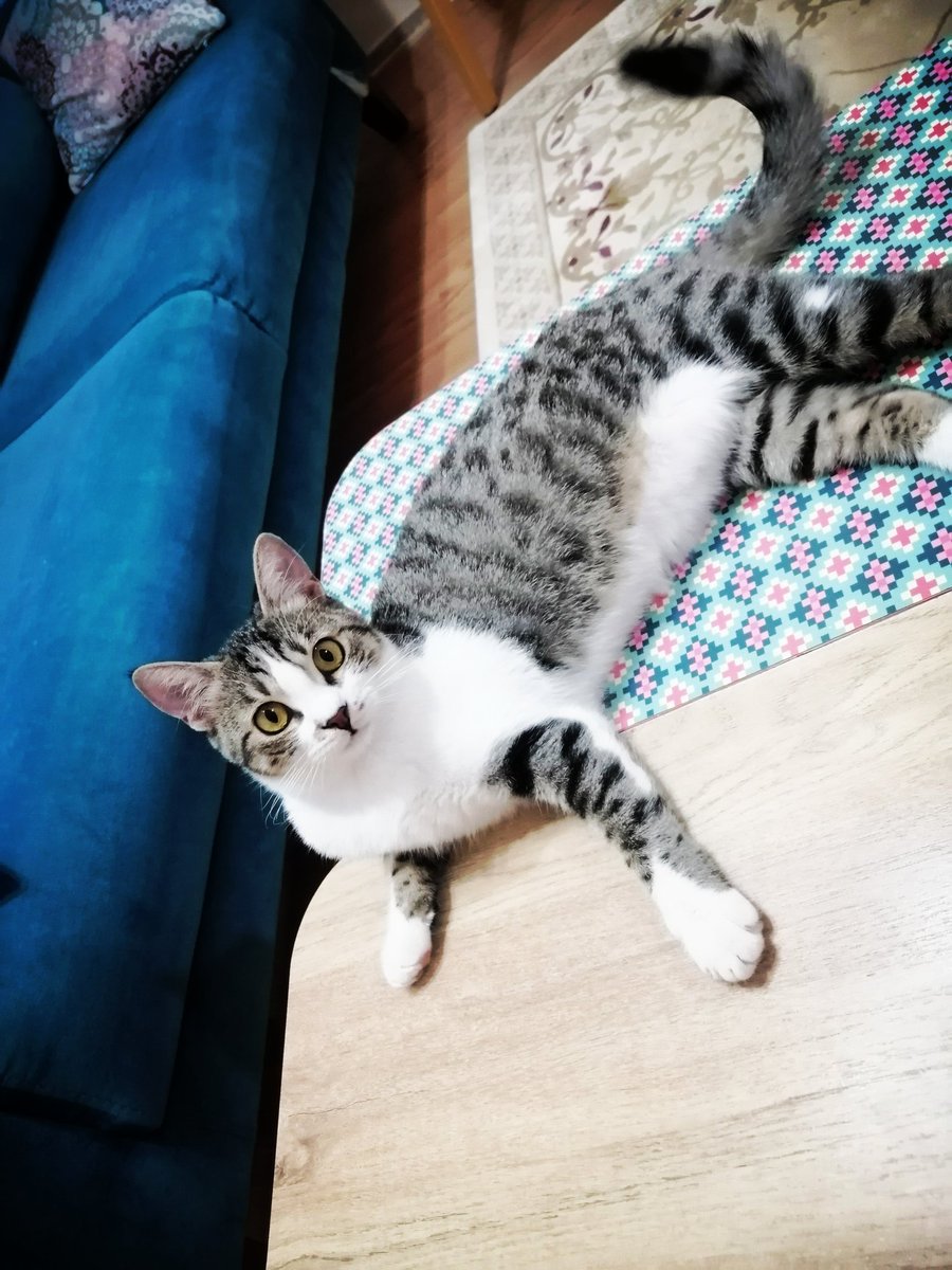 oguzcntopal's tweet photo. Martha 🐾 https://t.co/XP5G7ZGl2d