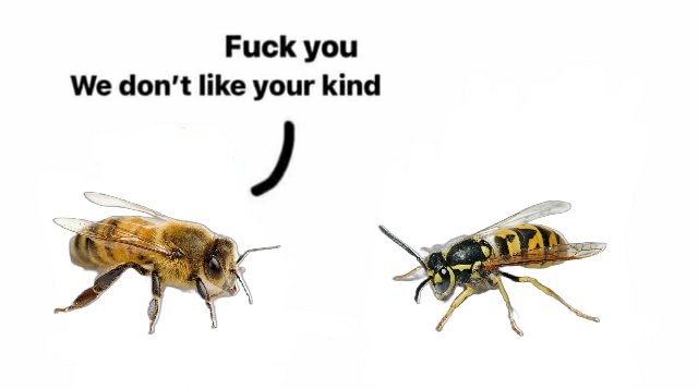 320,000,000 Yellow Jacket Wasps tweet media